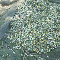 Olive harvest 4