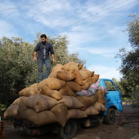 Olive harvest-11