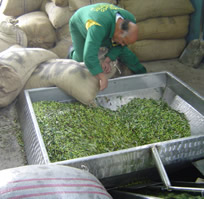 Olive pressing 2