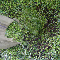 Olive pressing 4