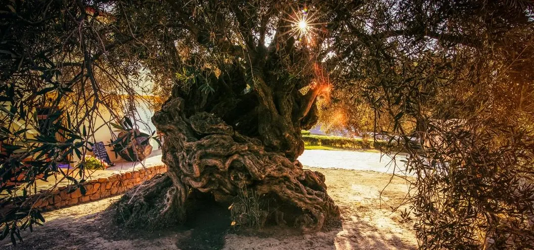 oudste olijfboom ter wereld kreta 400 jaar oud